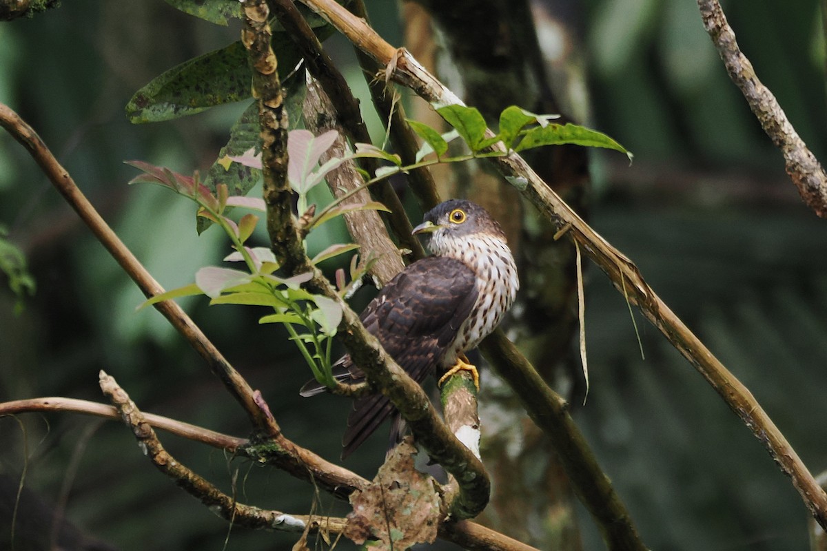 Hodgson's Hawk-Cuckoo - ML646447096