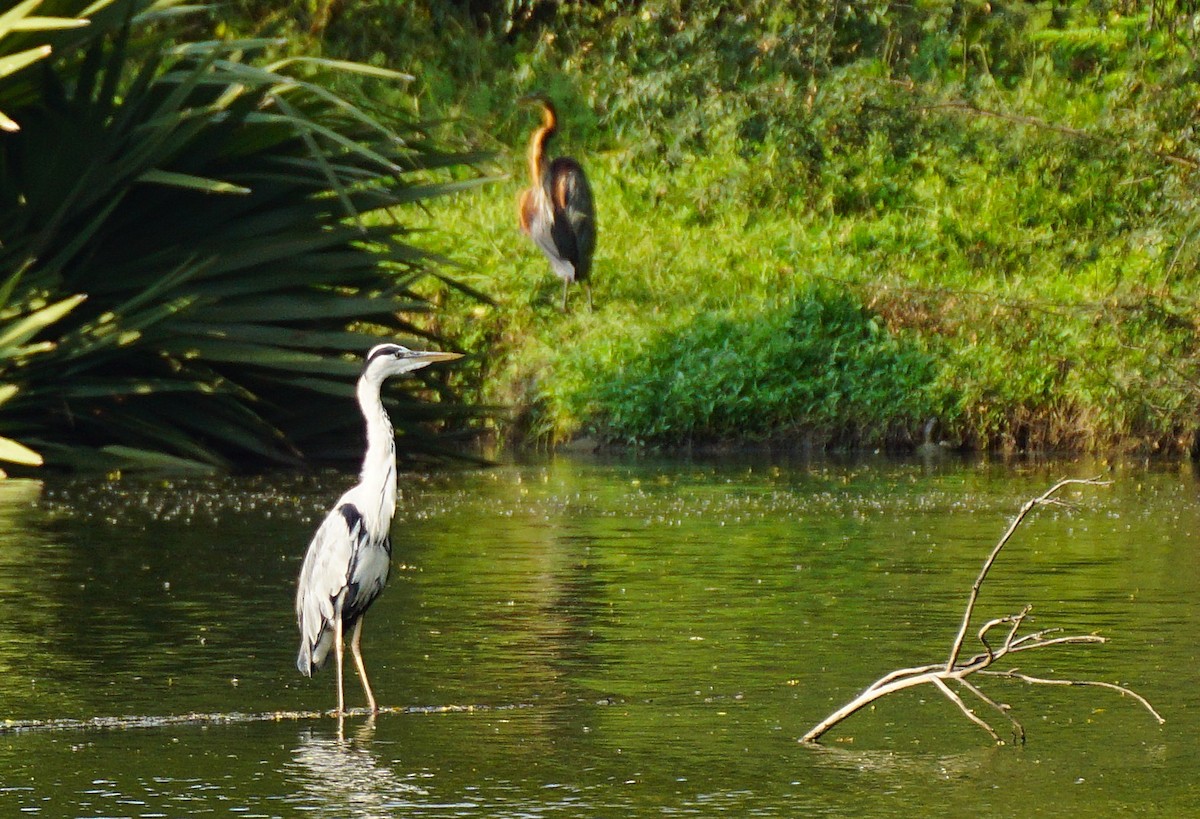 Gray Heron - ML646447098