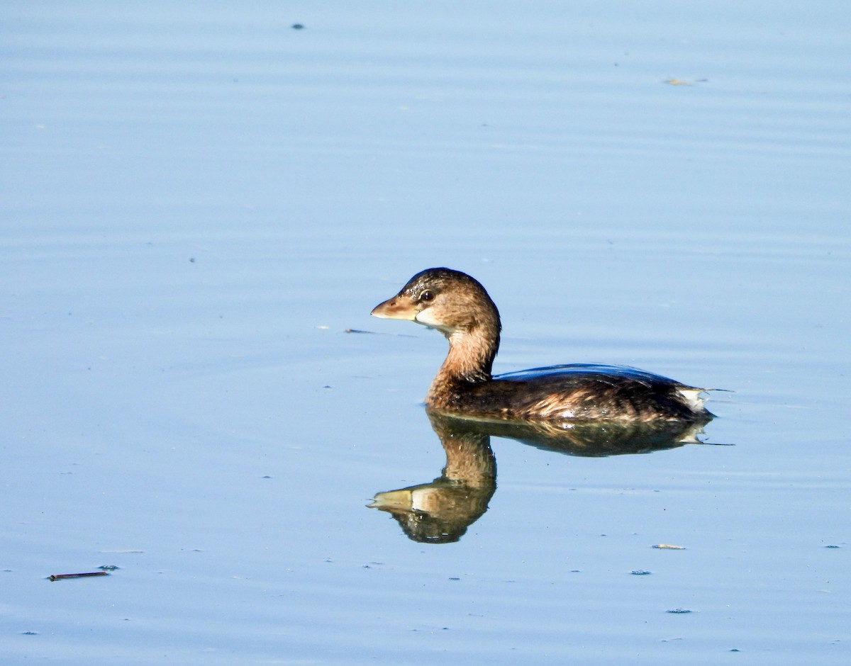 Pied-billed Grebe - ML646447099
