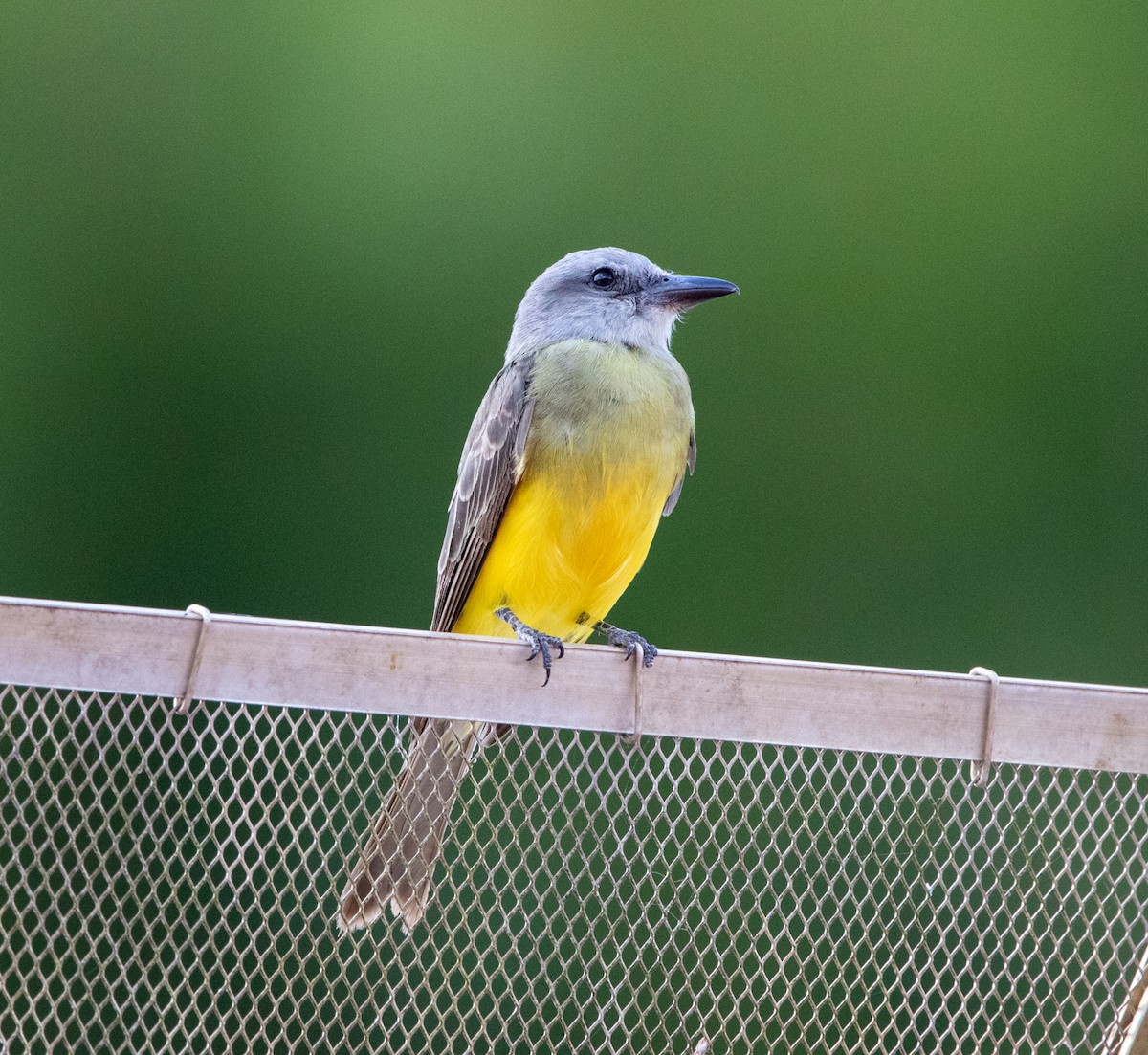Tropical Kingbird - ML646447100