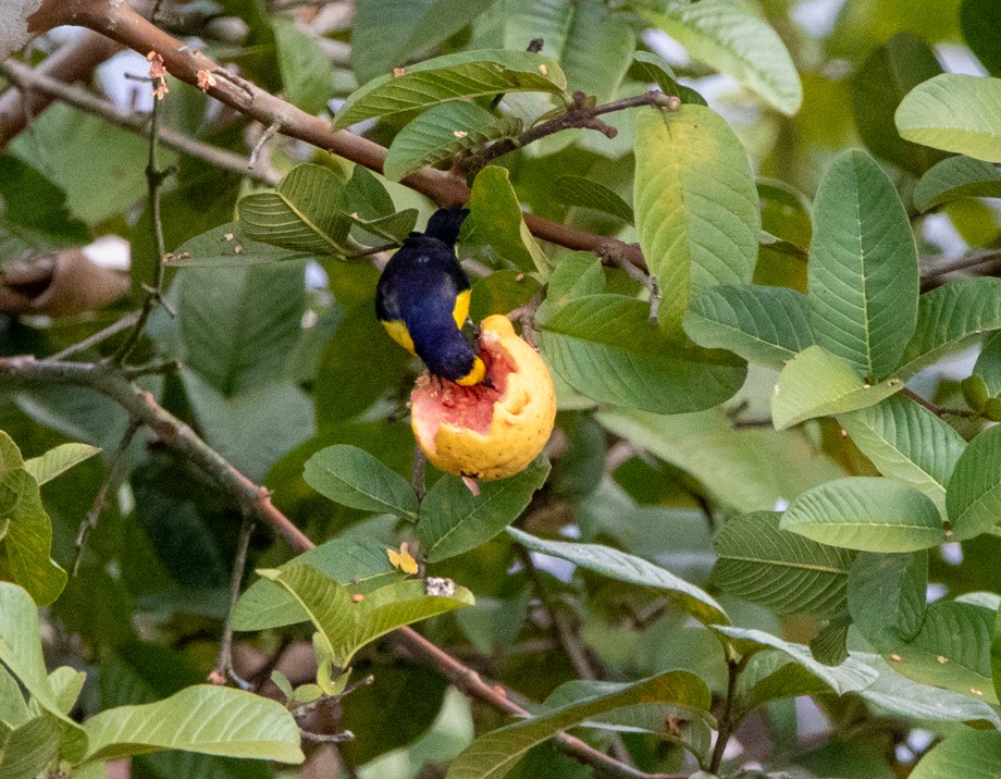 Purple-throated Euphonia - ML646447101