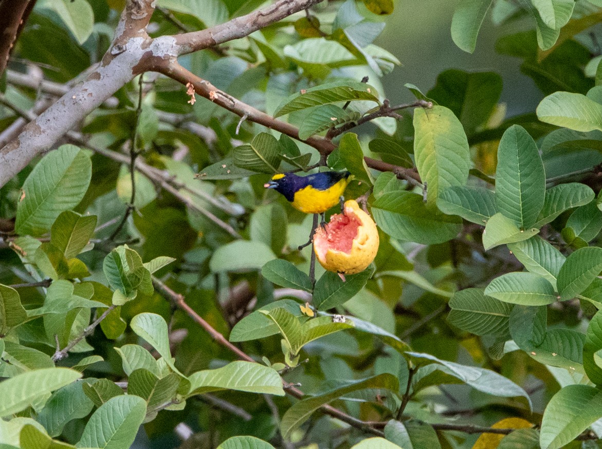 Purple-throated Euphonia - ML646447102