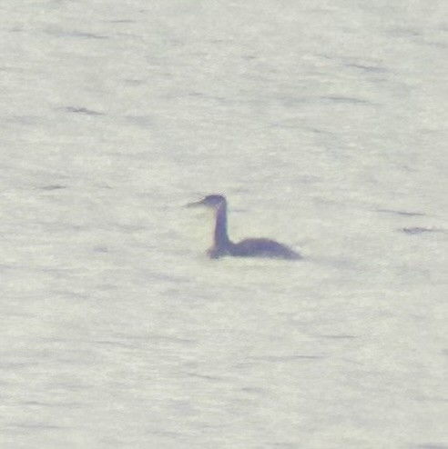 Red-necked Grebe - ML646447103