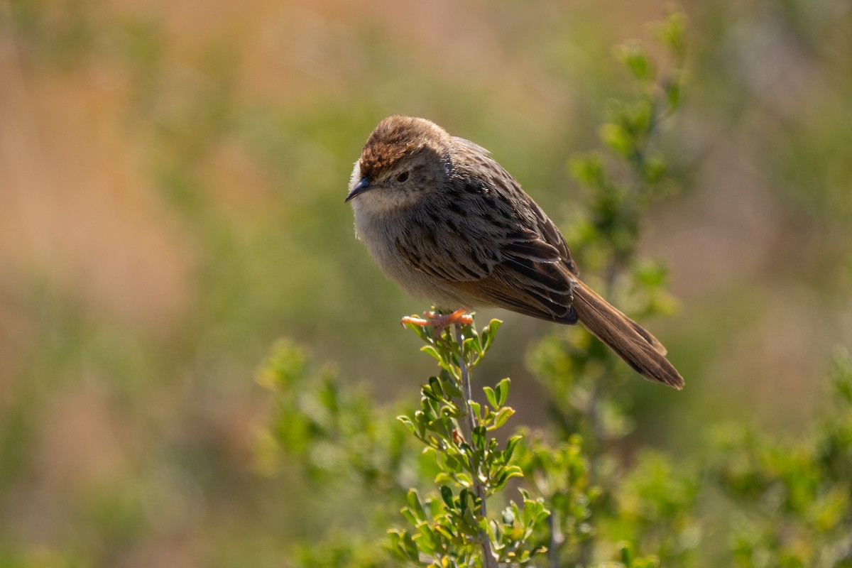 Gray-backed Cisticola - ML646447108