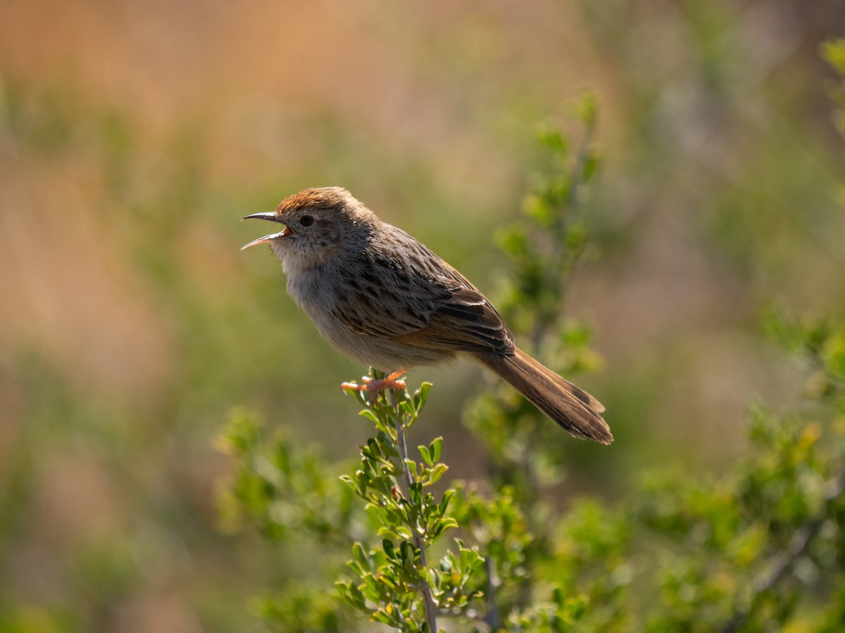 Gray-backed Cisticola - ML646447110