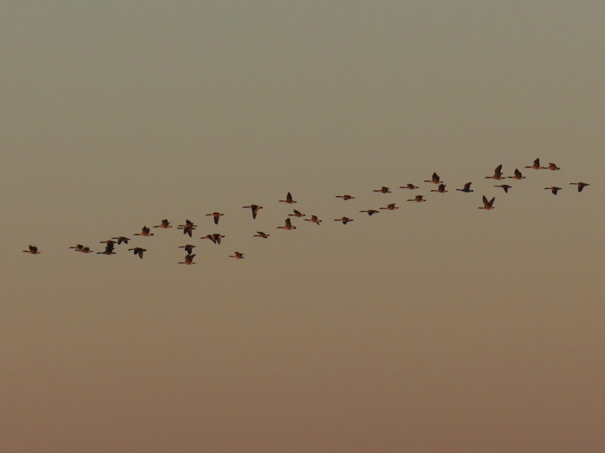 kanadagås - ML646447112