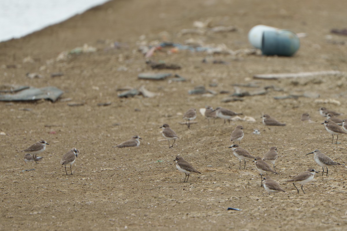 Tibet Cılıbıtı - ML646447113