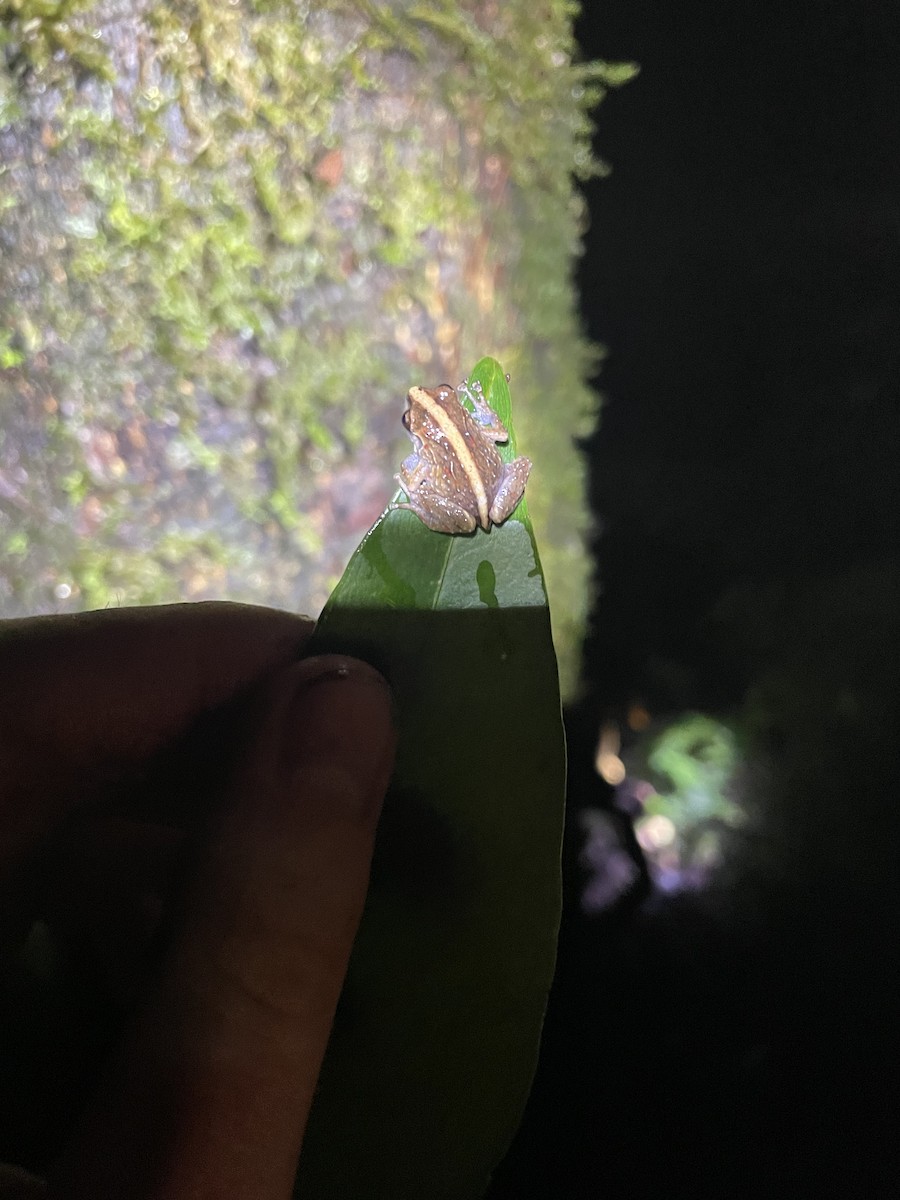 Animali - ML646447116