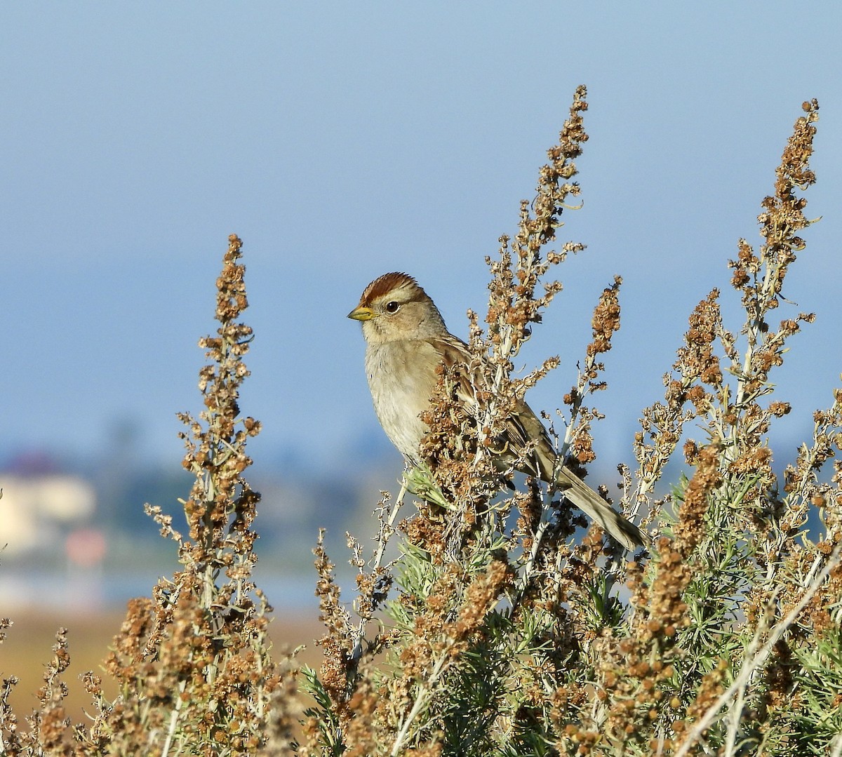 White-crowned Sparrow - ML646447120