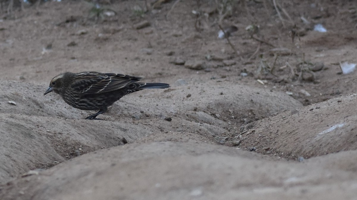 Red-winged Blackbird - ML646447122