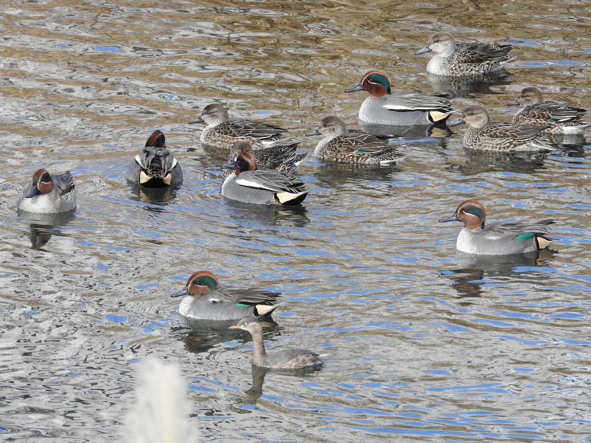 krikkand - ML646447125