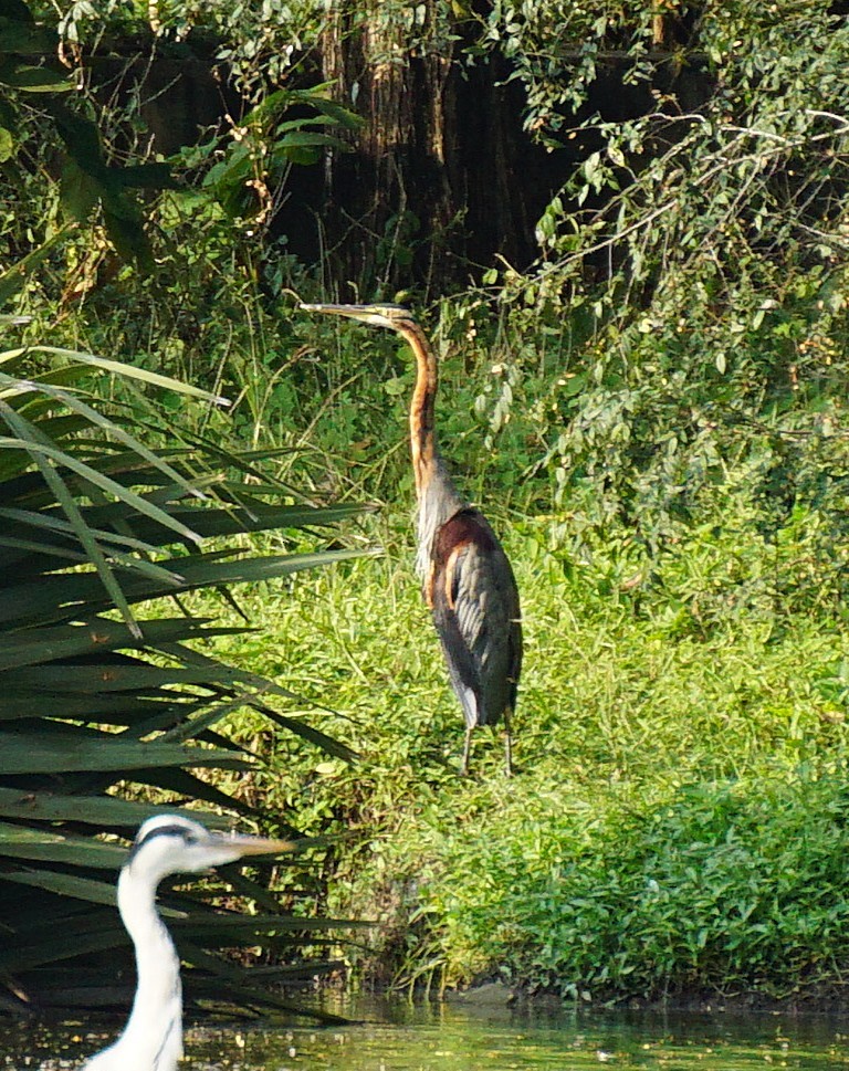 Purple Heron - ML646447126
