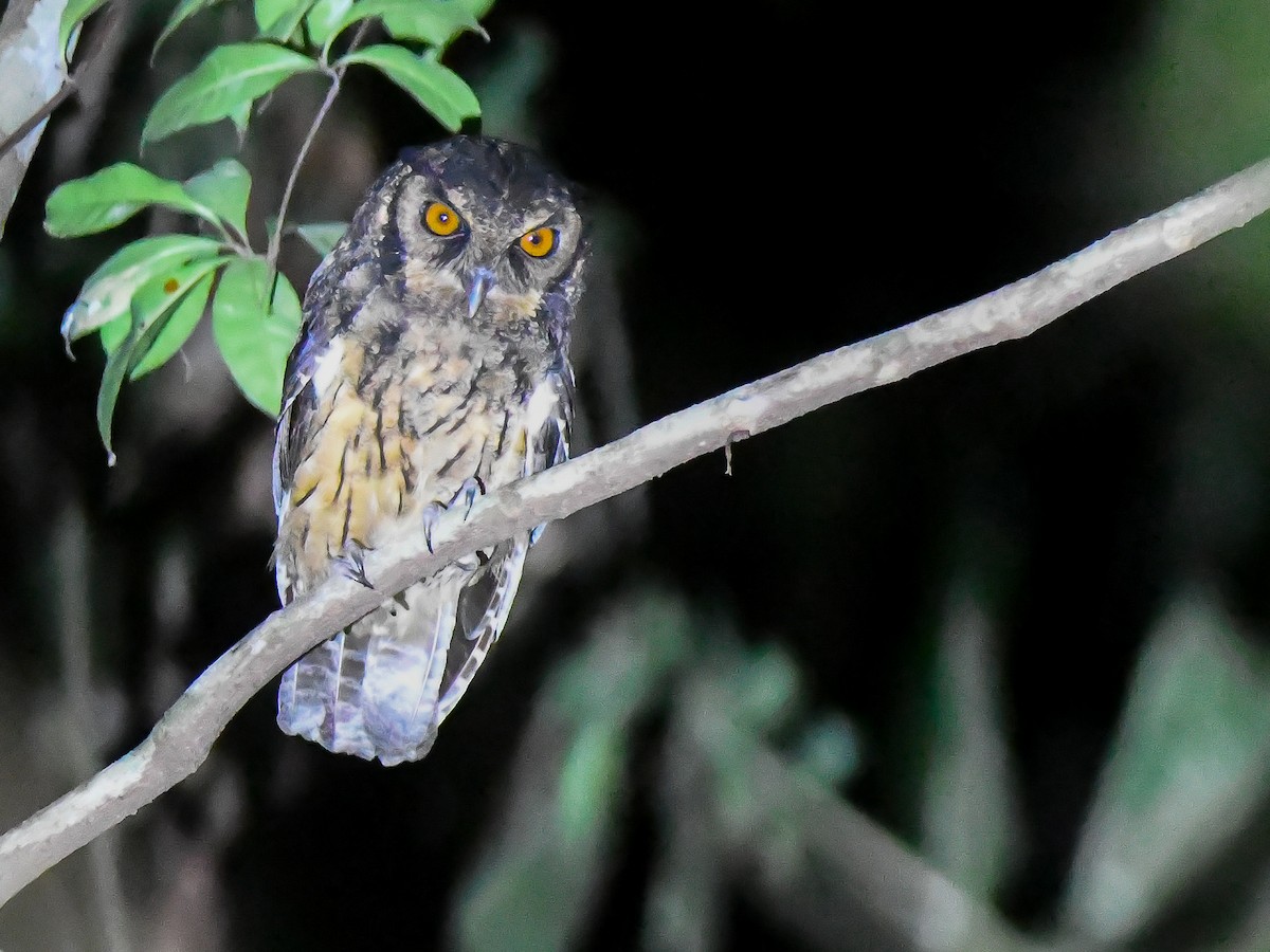 Tawny-bellied Screech-Owl (Southern) - ML646447127