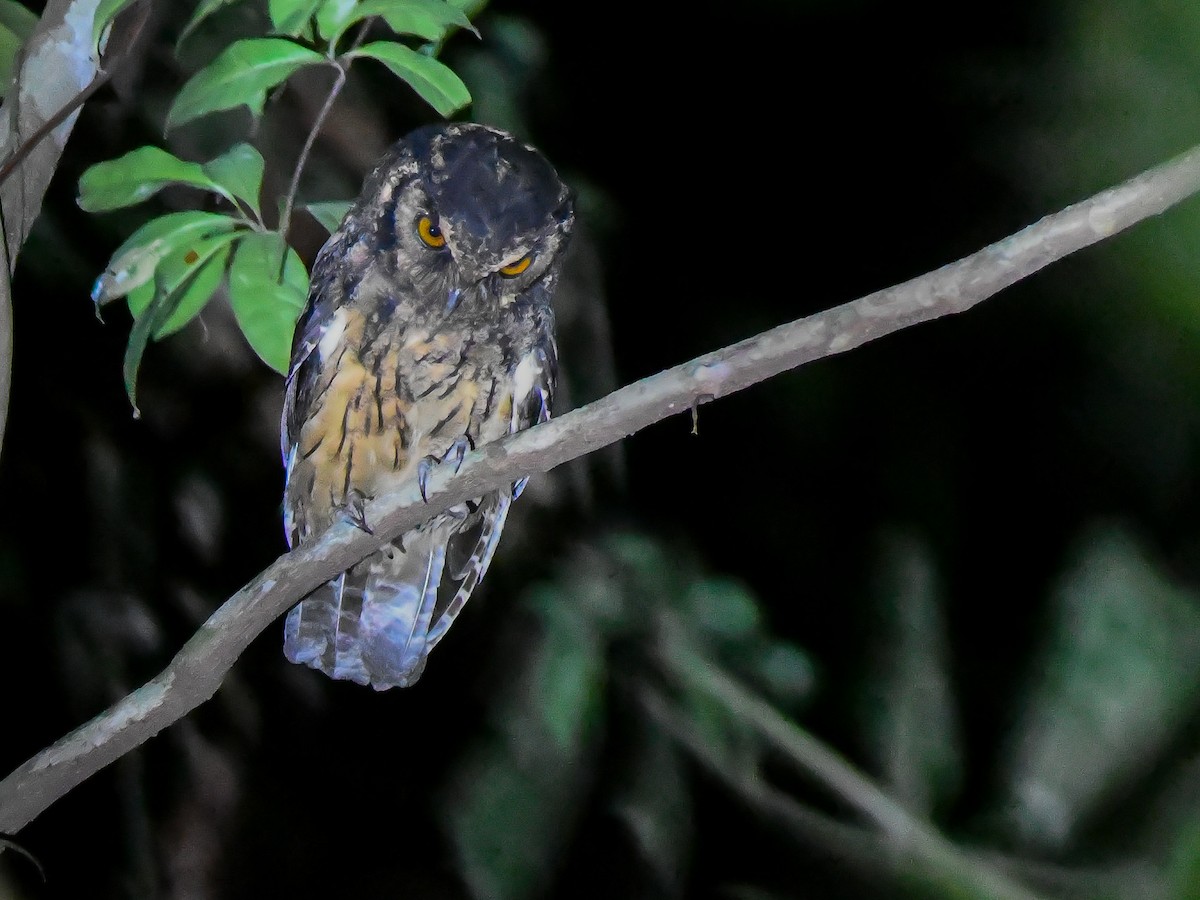 Tawny-bellied Screech-Owl (Southern) - ML646447128