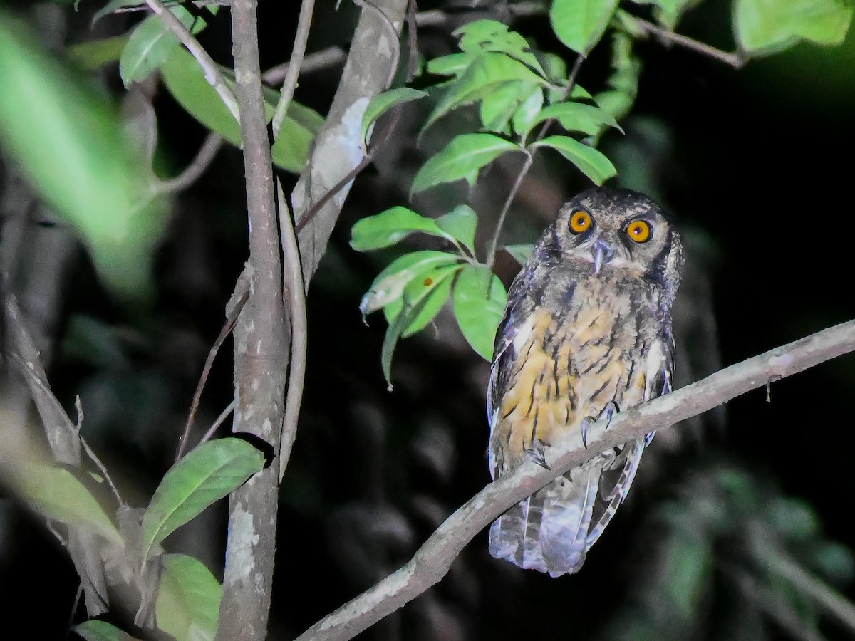Tawny-bellied Screech-Owl (Southern) - ML646447129