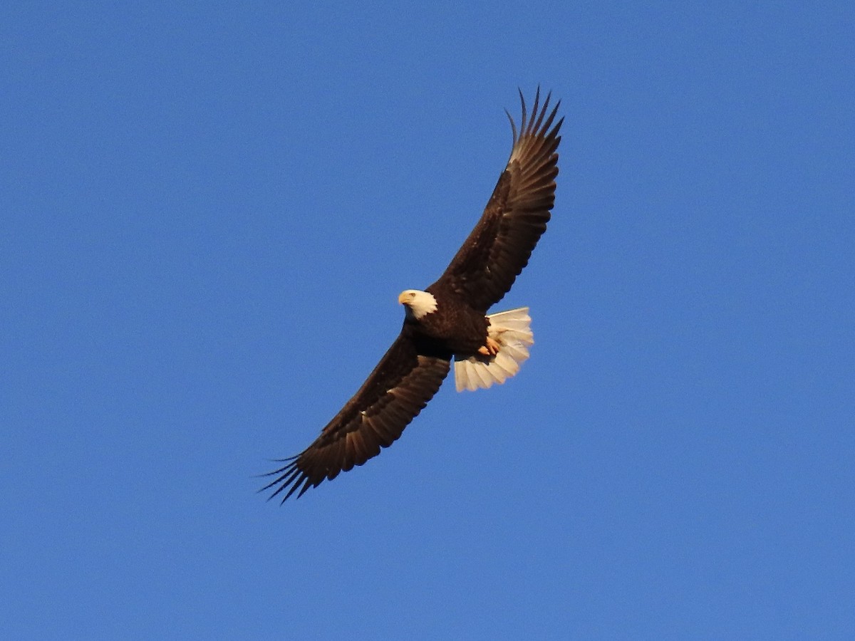 hvithodehavørn - ML646447130