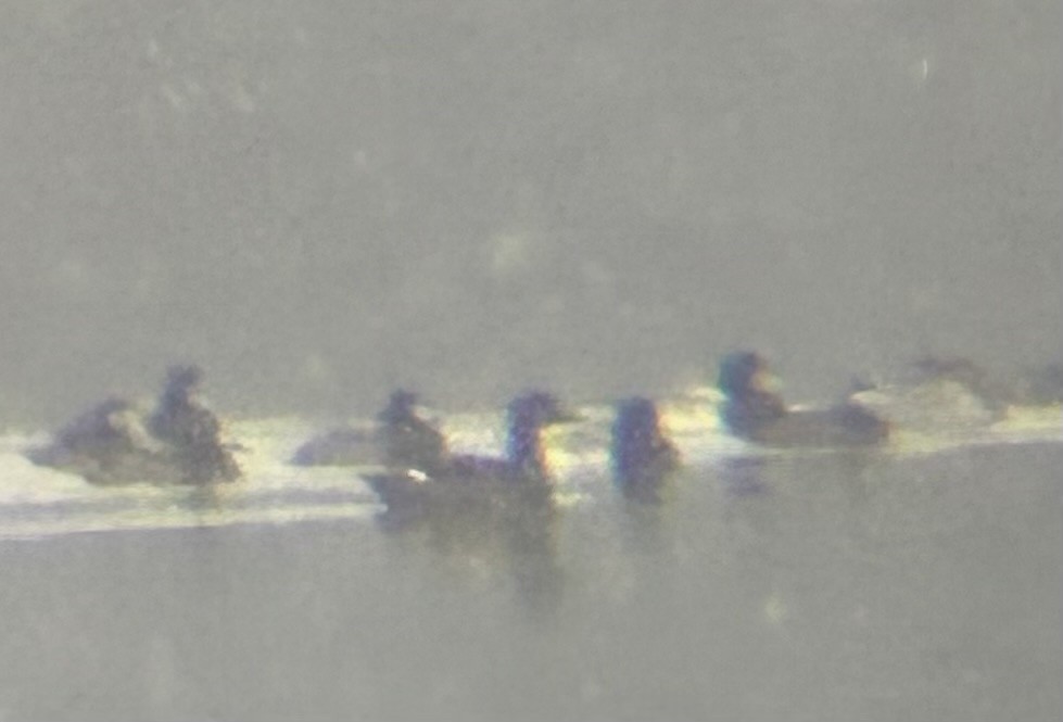 White-winged Scoter - ML646447133