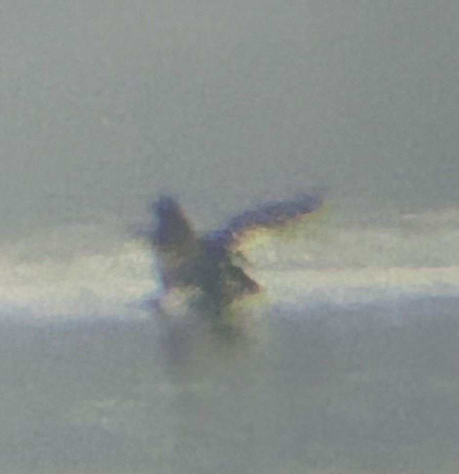 White-winged Scoter - ML646447134