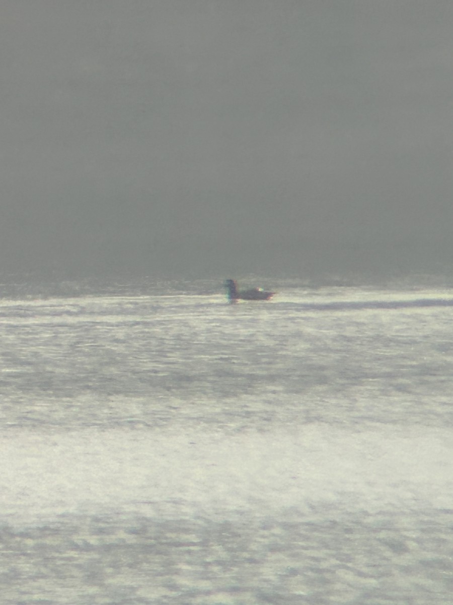 White-winged Scoter - ML646447135