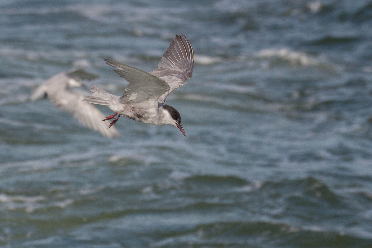 黑腹燕鷗 - ML646447138