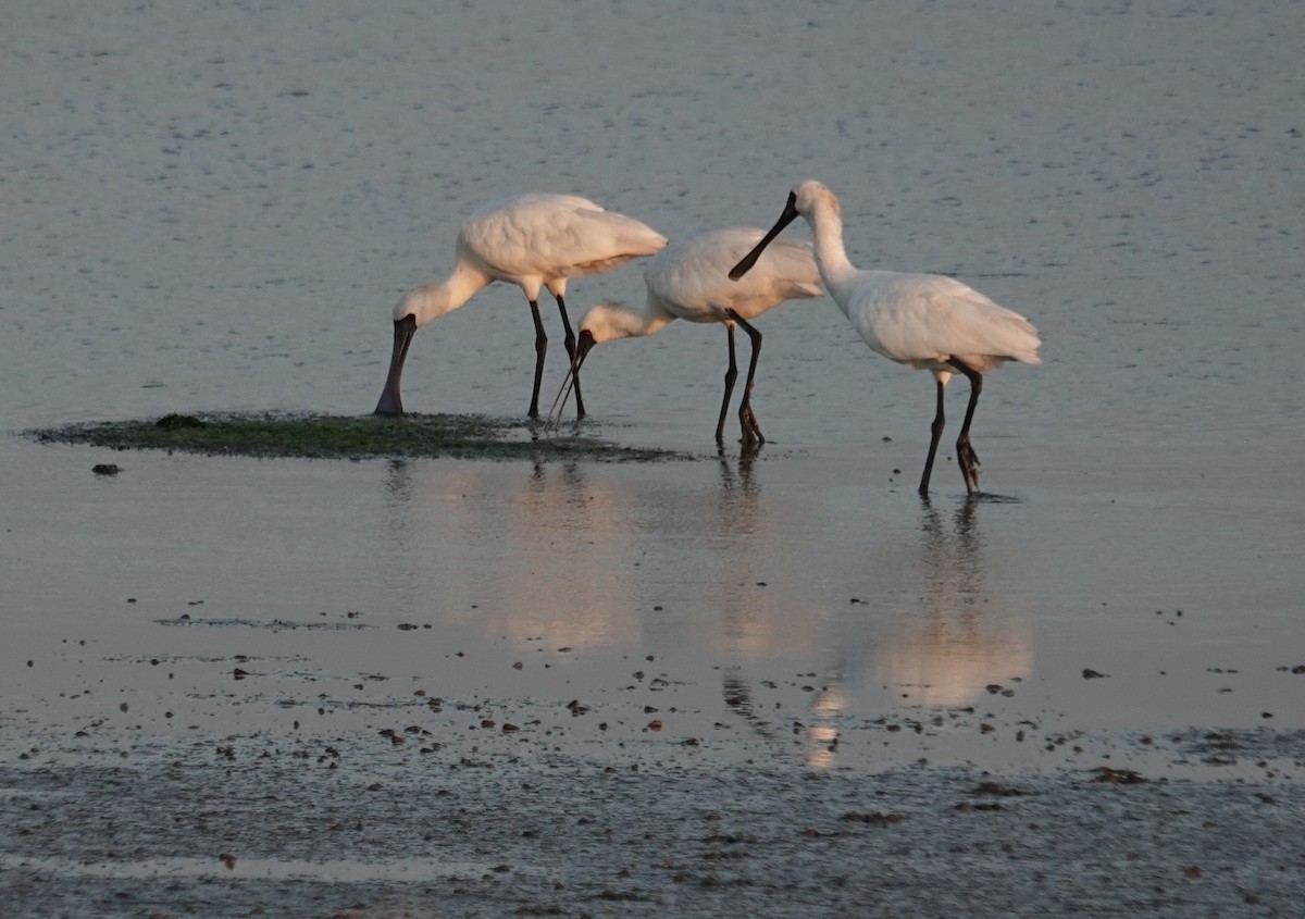 Black-faced Spoonbill - ML646447141