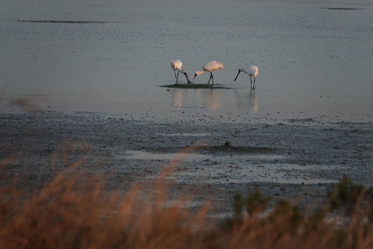 Black-faced Spoonbill - ML646447142