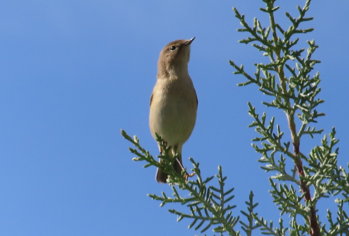 Common Chiffchaff - ML646447143