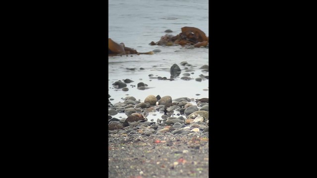 Крем'яшник звичайний - ML646447145