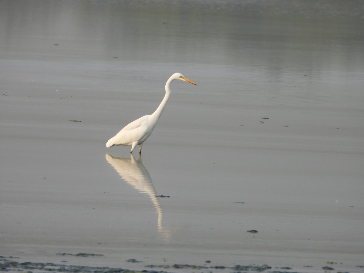 Medium Egret - ML646447147