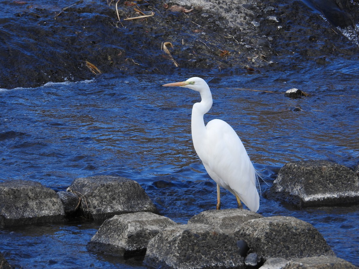 egretthegre - ML646447148