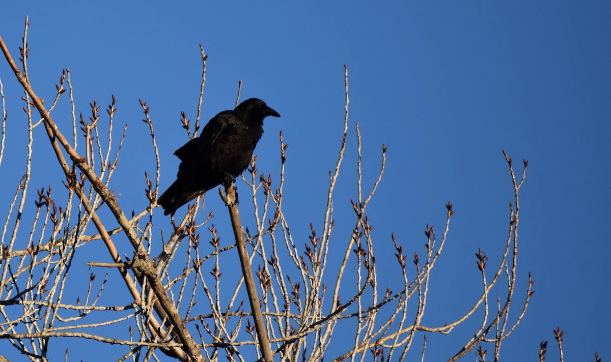 American Crow - ML646447150
