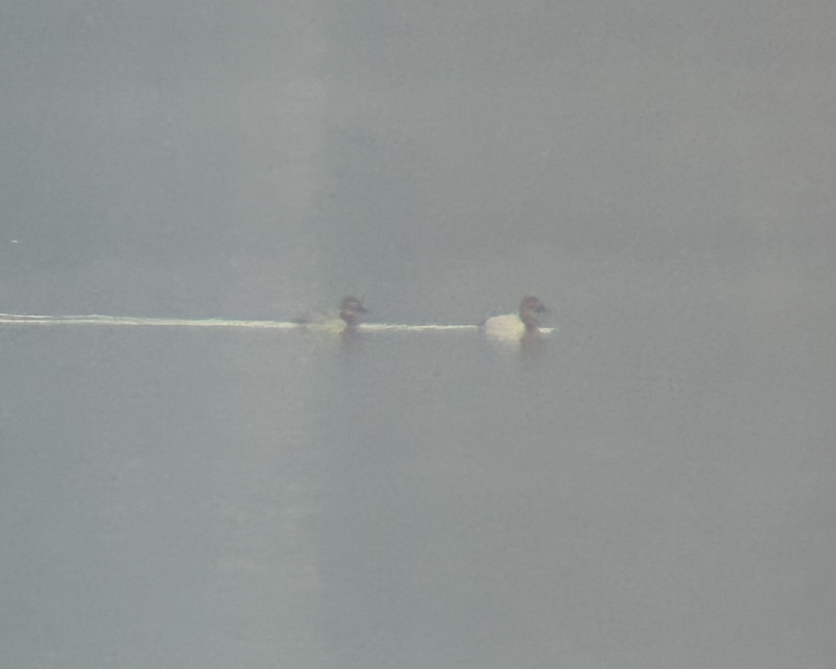 Canvasback - ML646447151