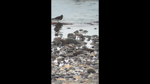 Побережник американський - ML646447153