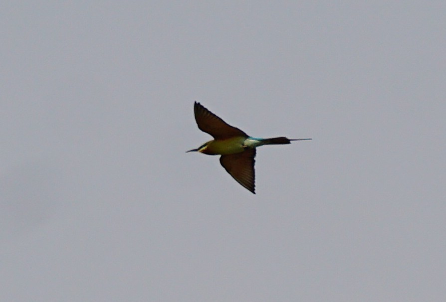Blue-tailed Bee-eater - ML646447166