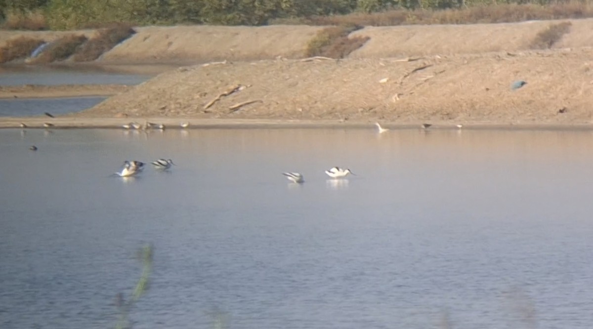 Pied Avocet - ML646447168