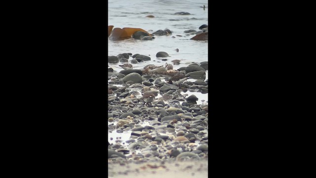 Побережник білий - ML646447170