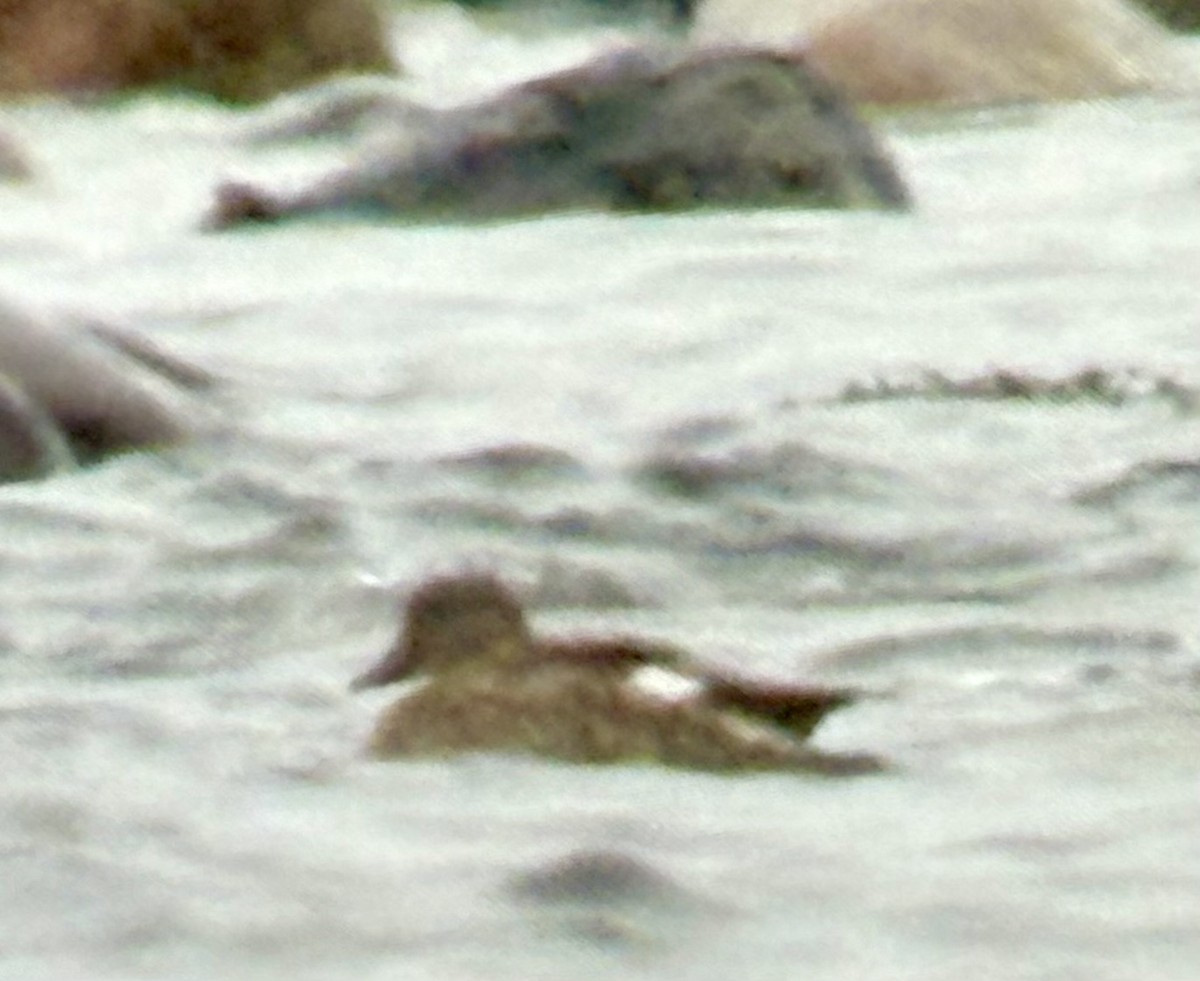 Ipar-ahatea - ML646447173