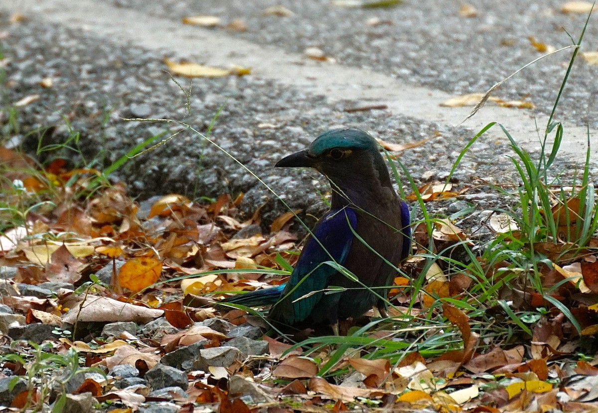 Indochinese Roller - ML646447174