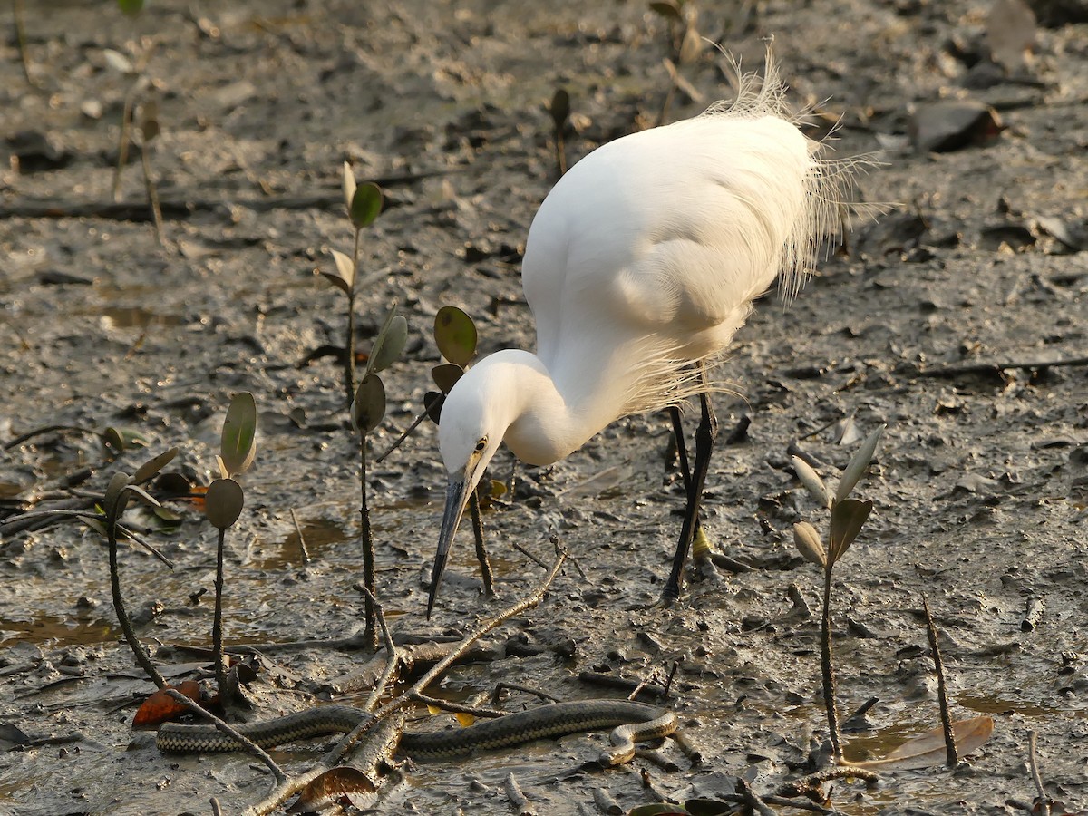 Little Egret - ML646447175