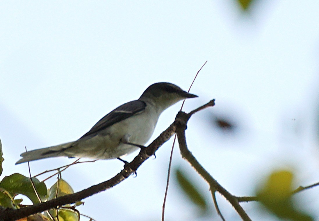 Ashy Minivet - ML646447177