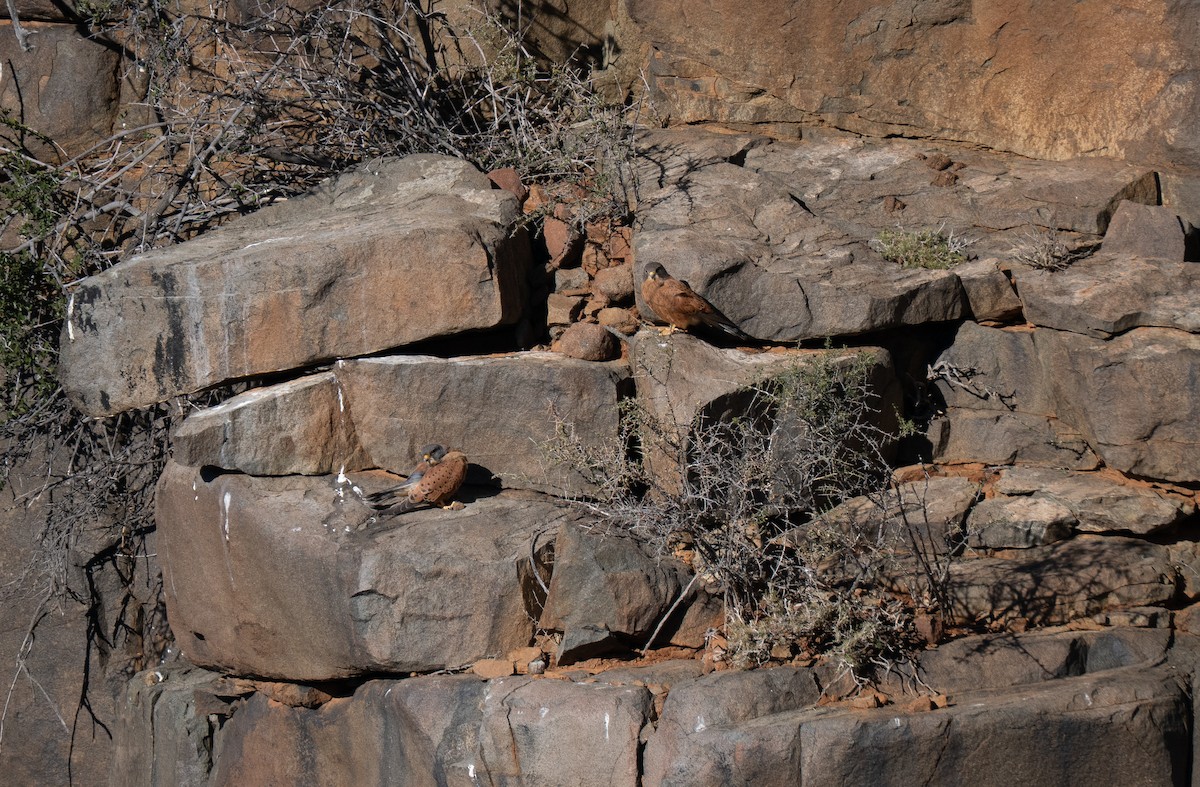 Rock Kestrel - ML646447178