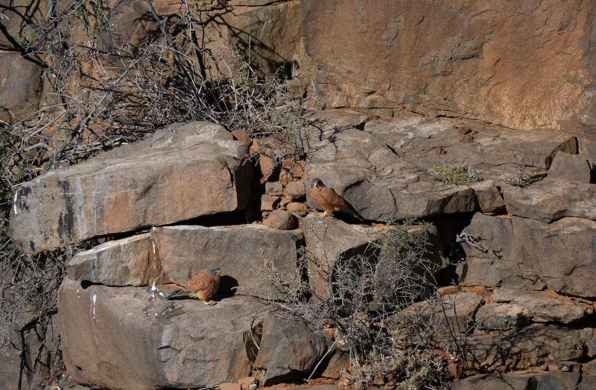 Rock Kestrel - ML646447179