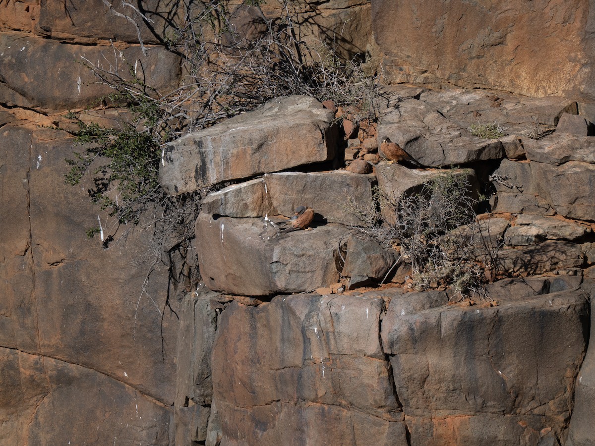 Rock Kestrel - ML646447180