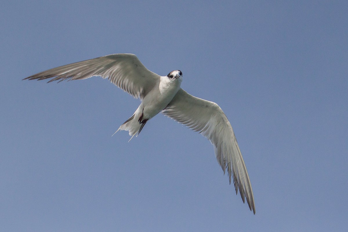 燕鷗 - ML646447181