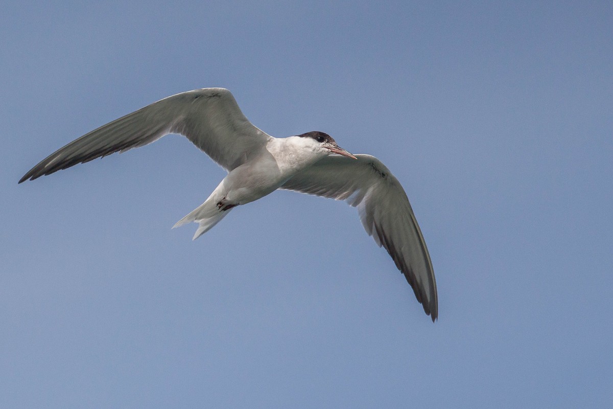燕鷗(hirundo/tibetana) - ML646447182