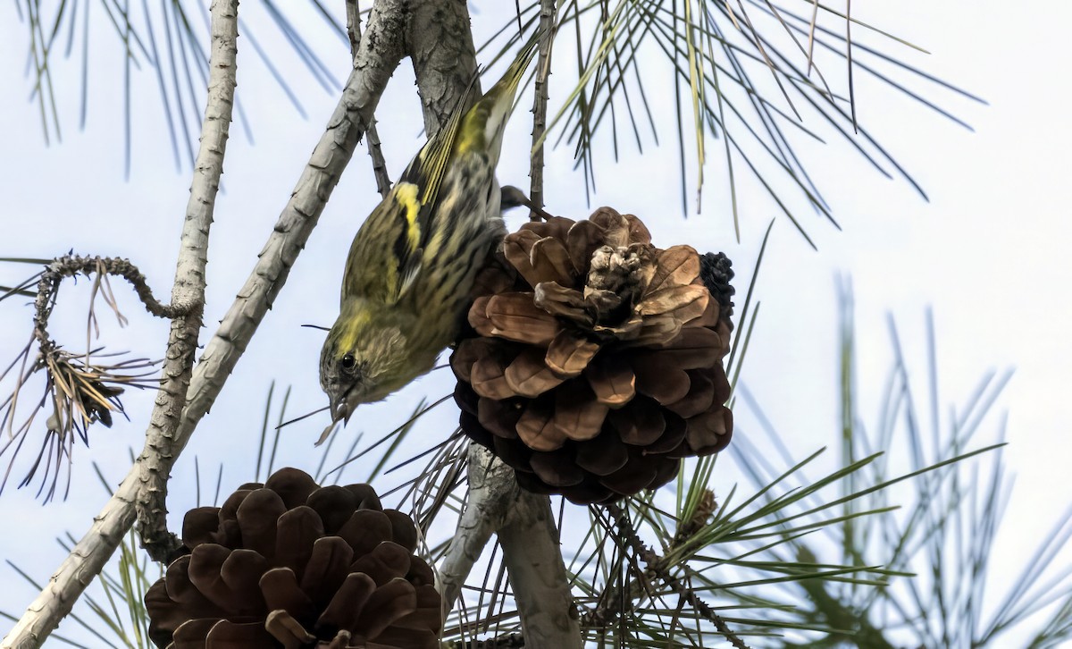 Eurasian Siskin - ML646447184