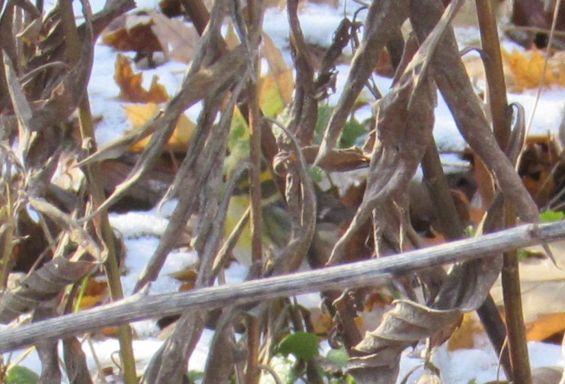 Townsend's Warbler - ML646447186