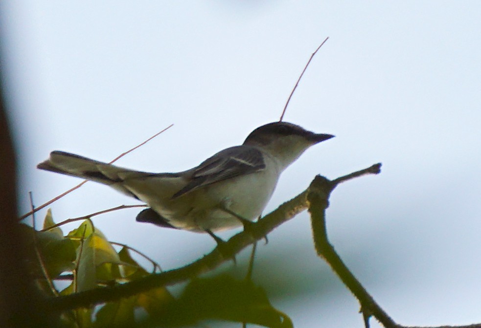Ashy Minivet - ML646447187