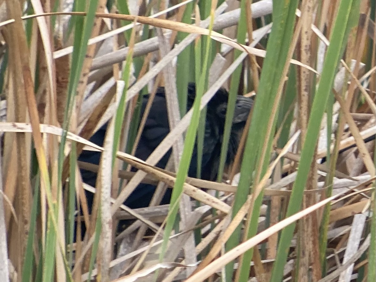 Groove-billed Ani - ML646447190