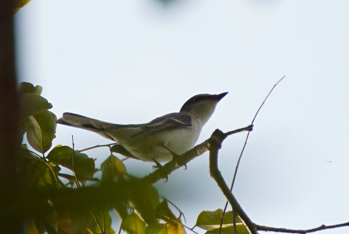 Ashy Minivet - ML646447192